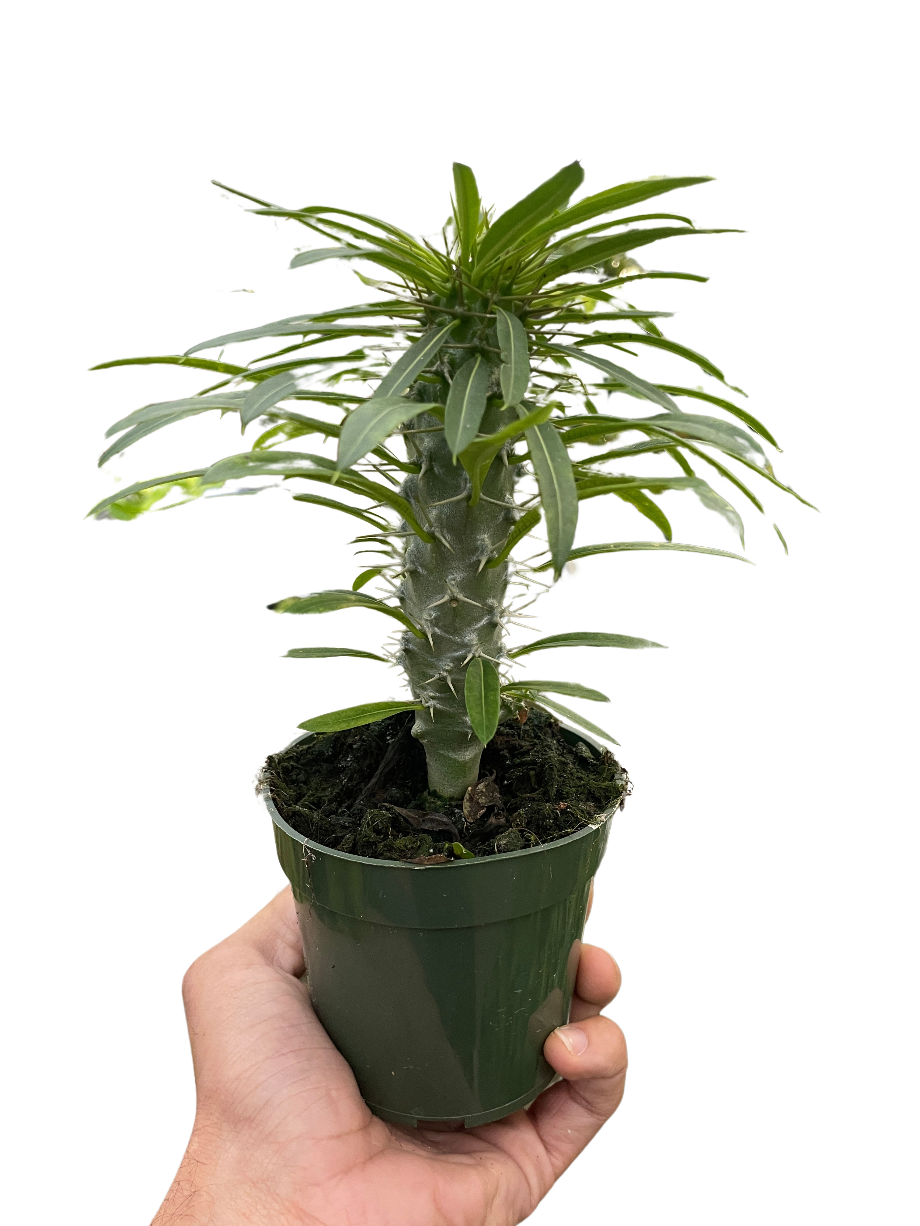 Pachypodium 'lamerei' (Madagascar Palm)