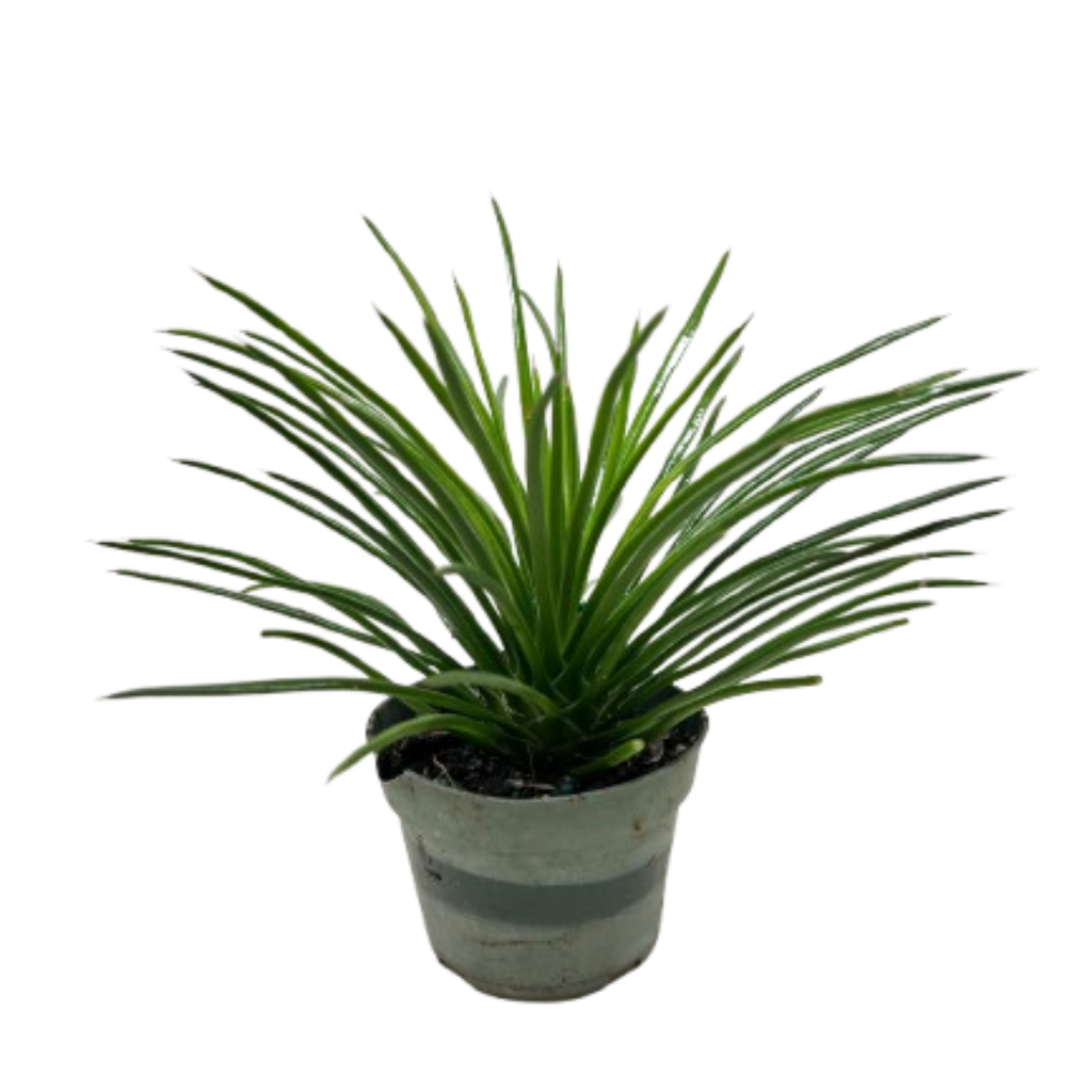 Succulent Agave Twin Flower