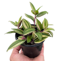 Tradescantia 'Tricolor'