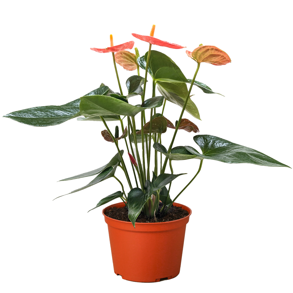 Anthurium 'Orange'