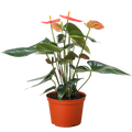 Anthurium 'Orange'
