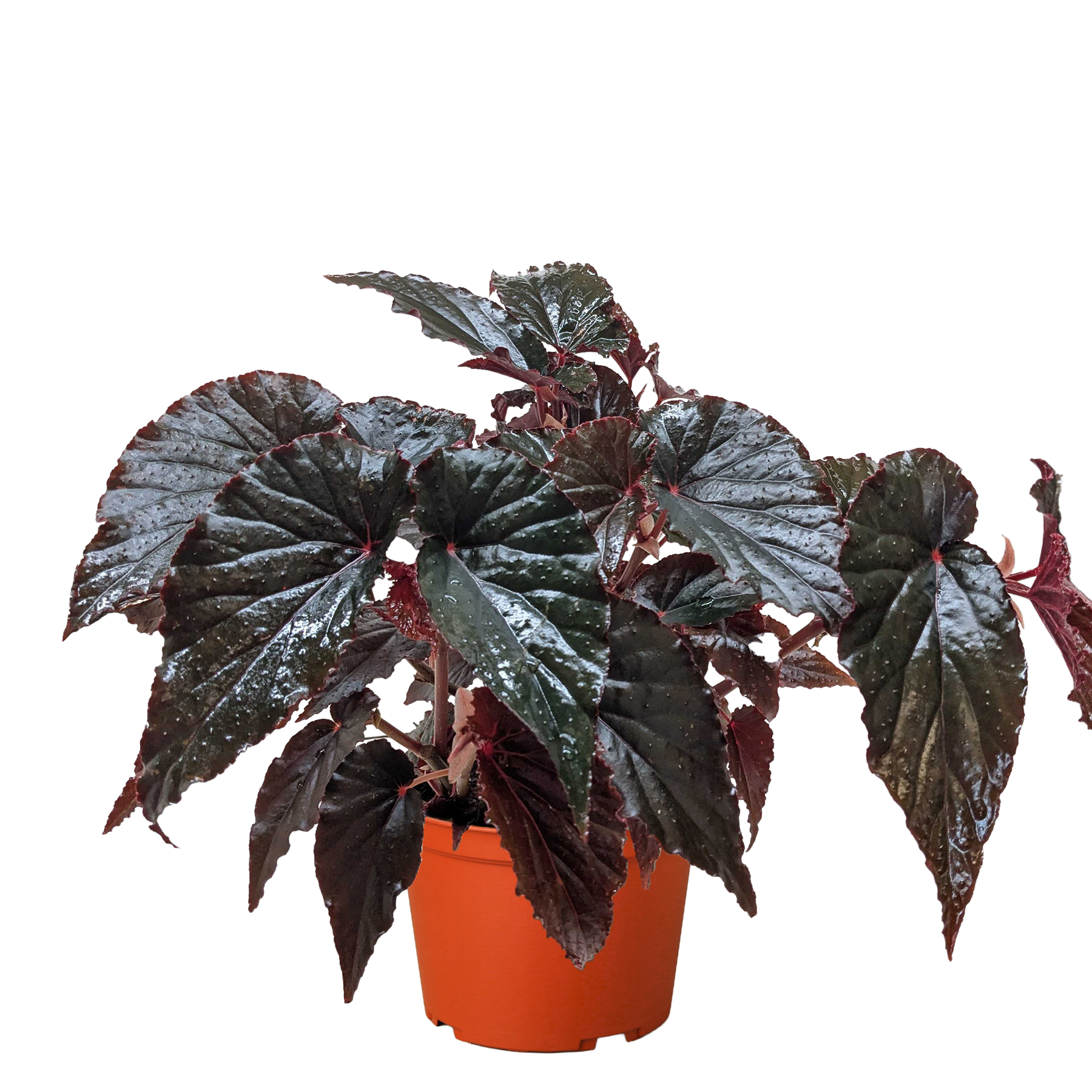 Begonia 'Black Magic'