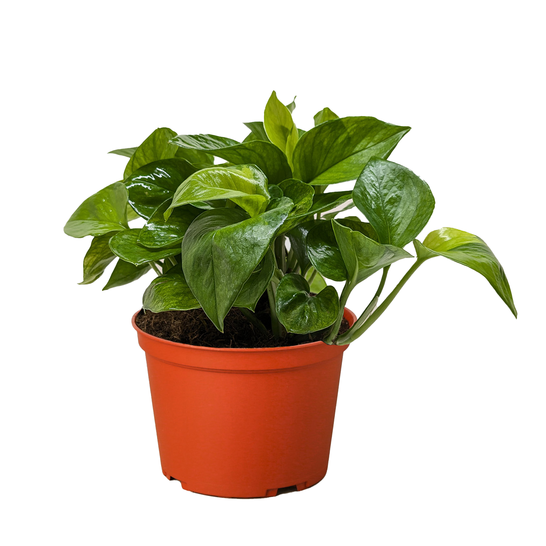 Pothos 'Lemon Top'